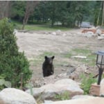 Post Helene, food sources are attracting bears to one neighborhood