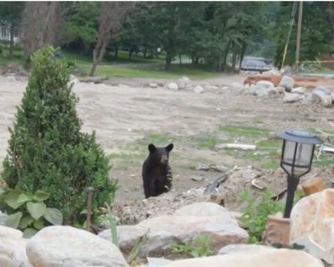 Post Helene, food sources are attracting bears to one neighborhood
