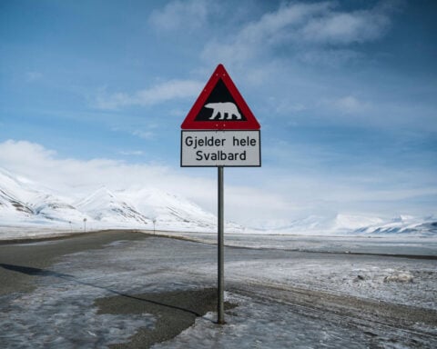Person fined $5,000 for using foghorn to disturb sleeping polar bear