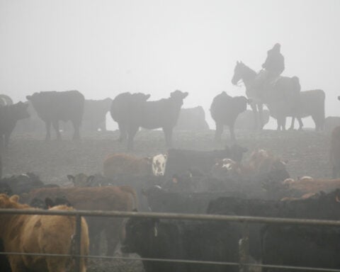 Tyson Foods will close or sell three US beef facilities as industry struggles