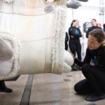 Four more belugas arrive at Chicago aquarium from shuttered Canadian theme park