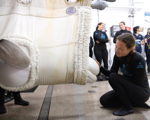 Four more belugas arrive at Chicago aquarium from shuttered Canadian theme park