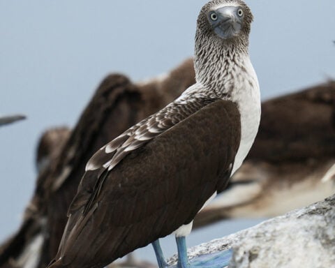 Displaced by El Niño, South American seabirds flock to Panama