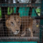 Lions and tigers begin a long-awaited rescue from a notorious Argentine zoo