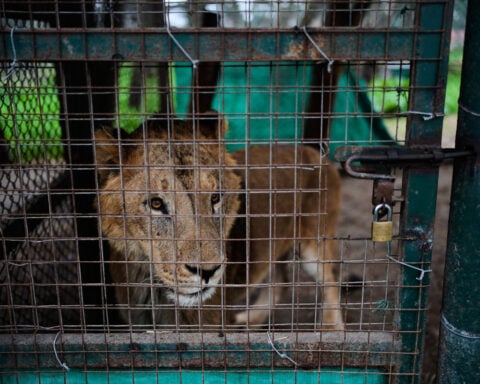 Lions and tigers begin a long-awaited rescue from a notorious Argentine zoo