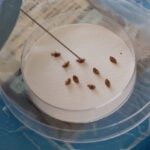 Bedbugs can cause people to lose sleep — and blood. Here's what to do about them