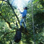 Avocado pickers in Mexico welcome restart of exports to US, but security fears remain