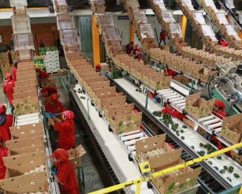 Avocado pickers in Mexico welcome restart of exports to US, but security fears remain