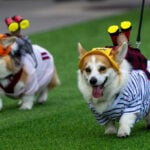 Corgis run, bark and sniff their way to glory at a growing international race