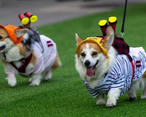 Corgis run, bark and sniff their way to glory at a growing international race
