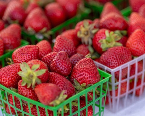Americans could soon pay a lot more for strawberries
