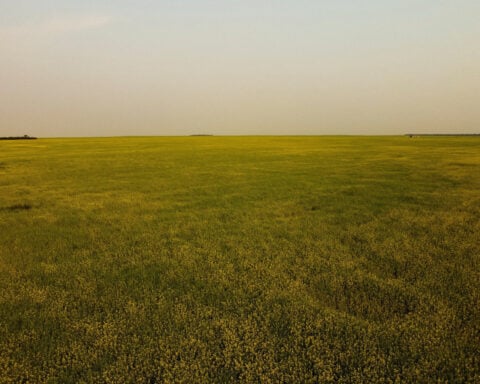 Canadian farmers fight heavy disease threat as harvest approaches
