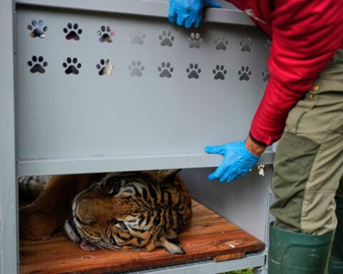 Lions and tigers begin a long-awaited rescue from a notorious Argentine zoo