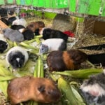 Hundreds of guinea pigs fill Massachusetts sanctuary with squeals, purrs and lots of love