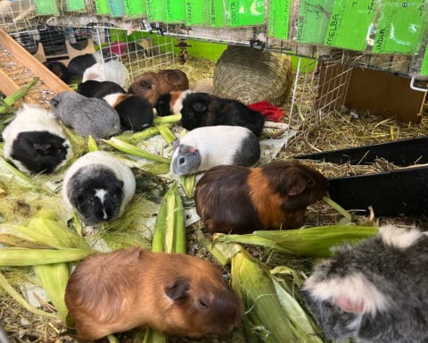 Hundreds of guinea pigs fill Massachusetts sanctuary with squeals, purrs and lots of love
