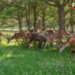 Stag shot dead in Richmond Park after picnic attack, as officials warn against feeding deer