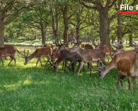 Stag shot dead in Richmond Park after picnic attack, as officials warn against feeding deer