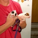 81 dogs rescued from ‘horrific’ conditions at Kansas City, Kansas, home