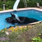 Car plunges into backyard Swimming Pool