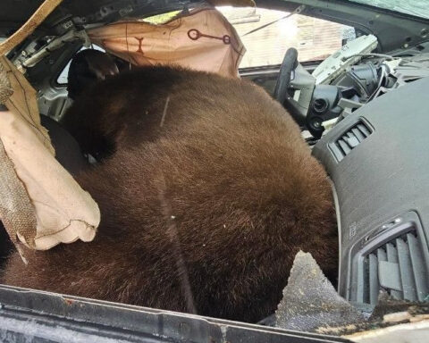 Bear dies after becoming trapped inside Car