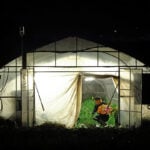 Japan's farmers go nocturnal as deadly heat intensifies