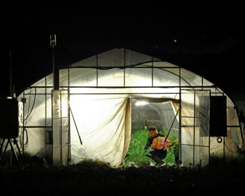 Japan's farmers go nocturnal as deadly heat intensifies