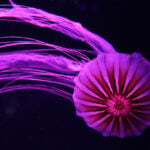 Mesmerizing jellyfish take center stage at 1st US museum dedicated solely to the floating predators