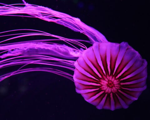 Mesmerizing jellyfish take center stage at 1st US museum dedicated solely to the floating predators
