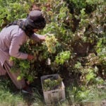 Afghan farmers turn their grapes into raisins after border closures slash fruit exports to Pakistan