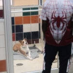 Concerns about the New World screwworm have put Texas pet adoptions on hold