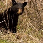 Bear that injured resident in North Carolina will be put down: officials
