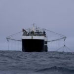 Antarctic krill fishing is now concentrated in the exact pattern conservation rules were designed to prevent