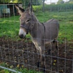 3 injured after donkey jumps into a van, kicking and biting, in northern Germany