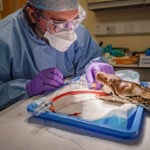 Python receives pioneering cancer treatment usually used in humans