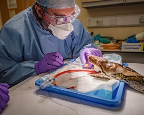 Python receives pioneering cancer treatment usually used in humans