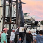 Charter boat hauls in 1,260-pound blue marlin believed to be East Coast's largest catch
