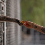 How a sanctuary outside LA has cared for rare, endangered gibbons for a half-century