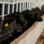 Mexico resumes livestock sales to US under tight controls over screwworm risk