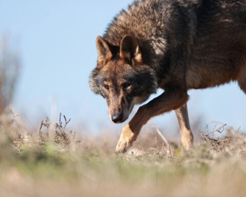 Spain’s ‘wolf boy of Sierra Morena’ dies aged 80