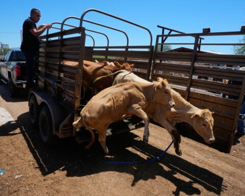 Mexican ranchers prepare to resume livestock sales to US under tight controls over screwworm risk