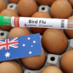 Australia confirms first H5N1 bird flu case in local mammal