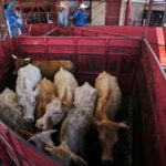 Economists don't expect reopening the US to Mexican cattle imports to reduce high beef prices
