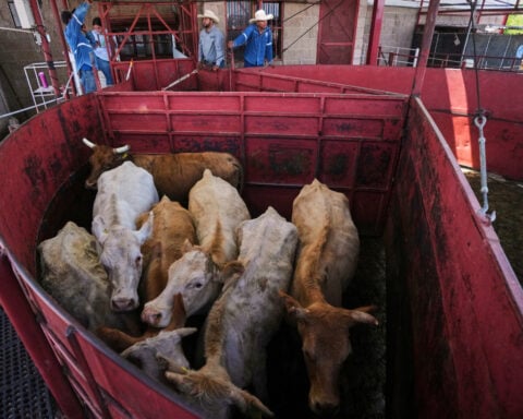 Economists don't expect reopening the US to Mexican cattle imports to reduce high beef prices
