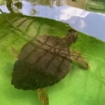 Discarded fishing gear poses deadly threat to sea turtles, Brevard Zoo says