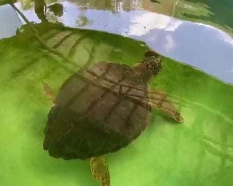 Discarded fishing gear poses deadly threat to sea turtles, Brevard Zoo says