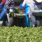 Cyclospora outbreak linked to lettuce impacts produce sales, but recovery begins