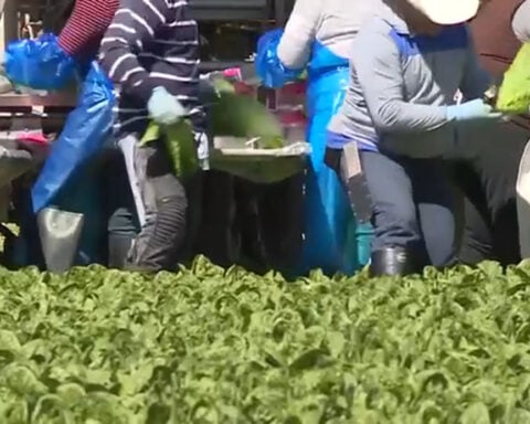 Cyclospora outbreak linked to lettuce impacts produce sales, but recovery begins
