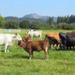 Oregon ranchers fear Trump's beef import plan hurts local farms