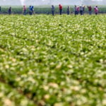 Cyclosporiasis cases in US climb to 17,180, CDC says