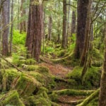 Why Trump’s plan to rescind the Roadless Rule protecting national forests will struggle in court